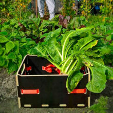 Kratje-Veldtwerk-moestuin-sla